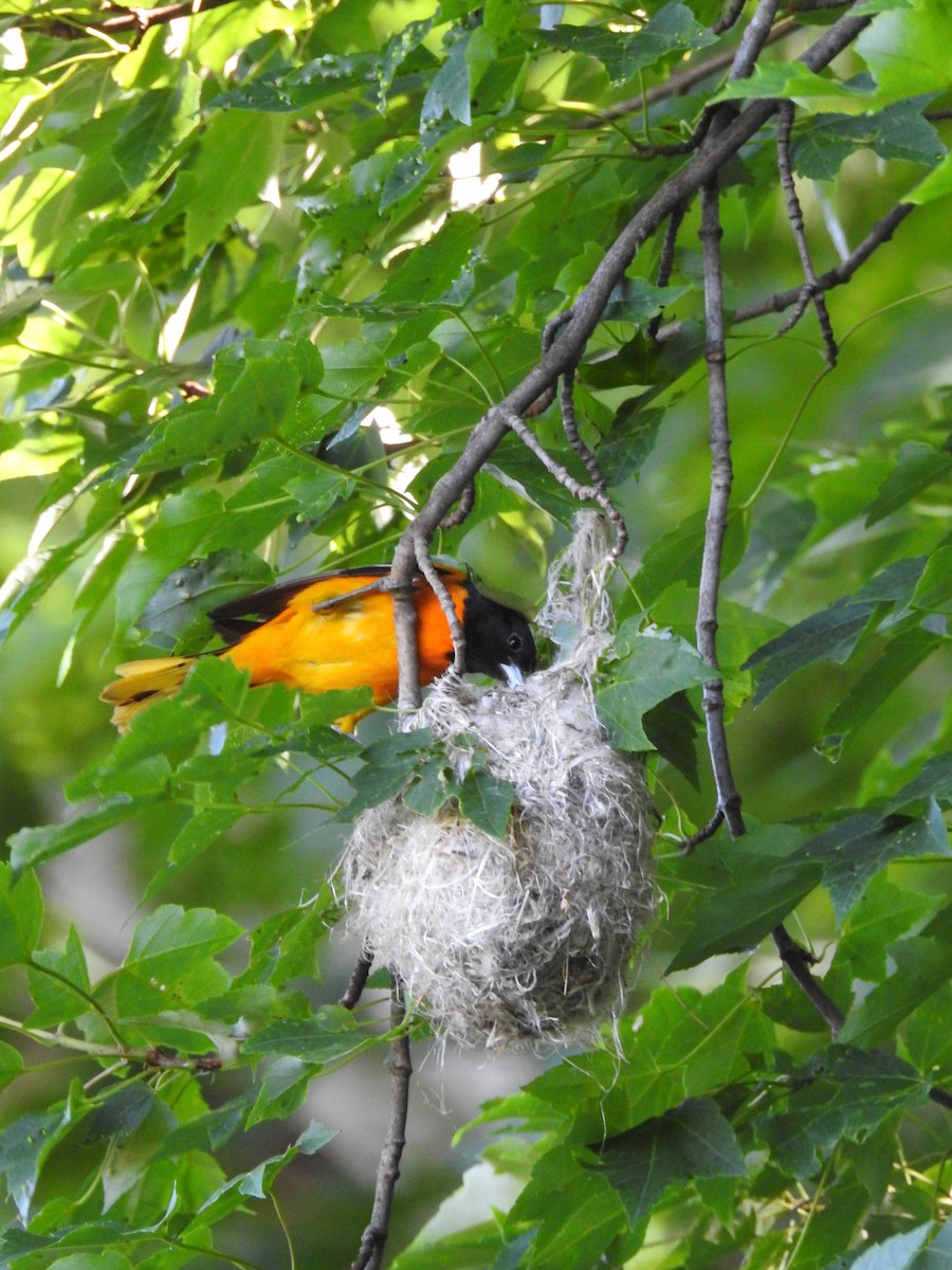 Baltimore Oriole - ML245473721