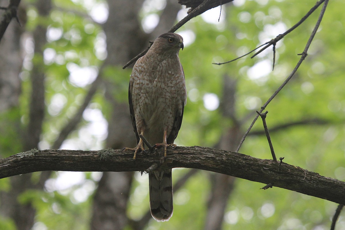 Cooper's Hawk - ML245473741