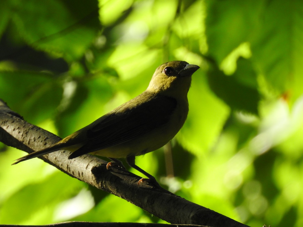 Scarlet Tanager - Cory Elowe