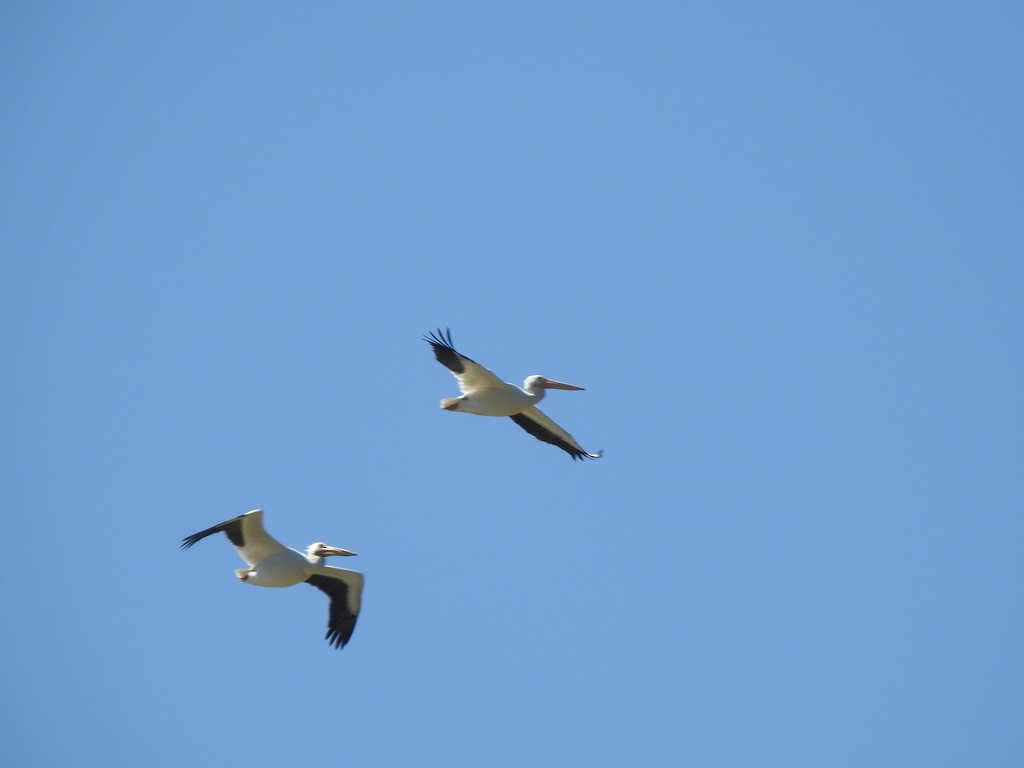 American White Pelican - ML245475511