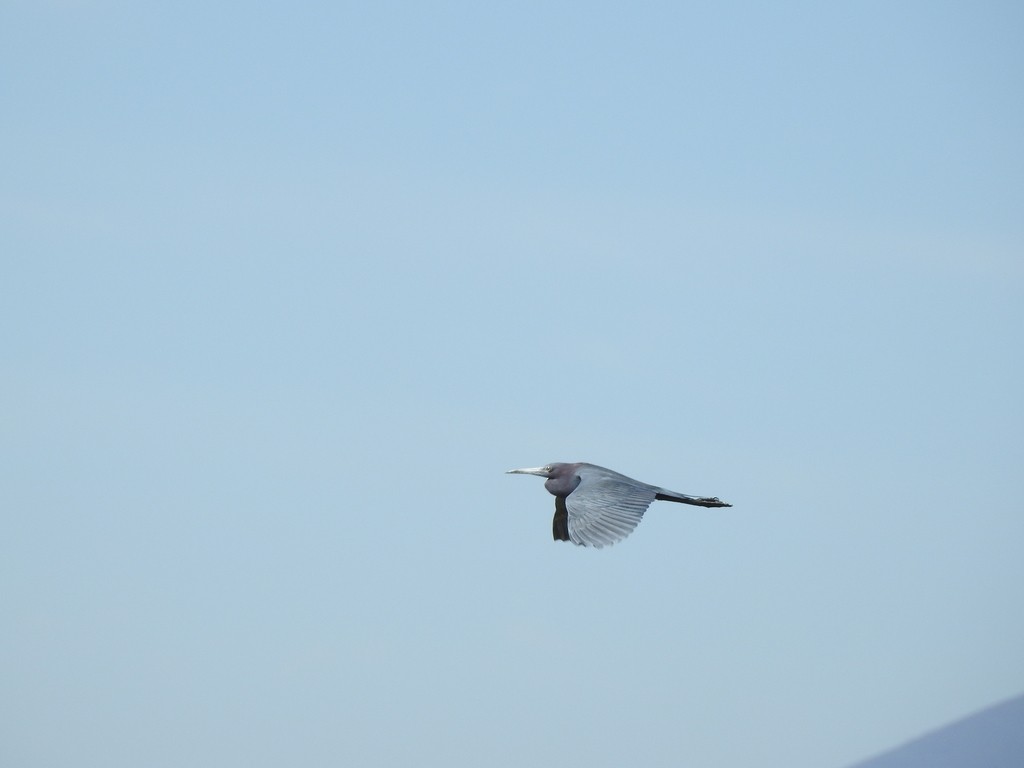 Little Blue Heron - ML245475571