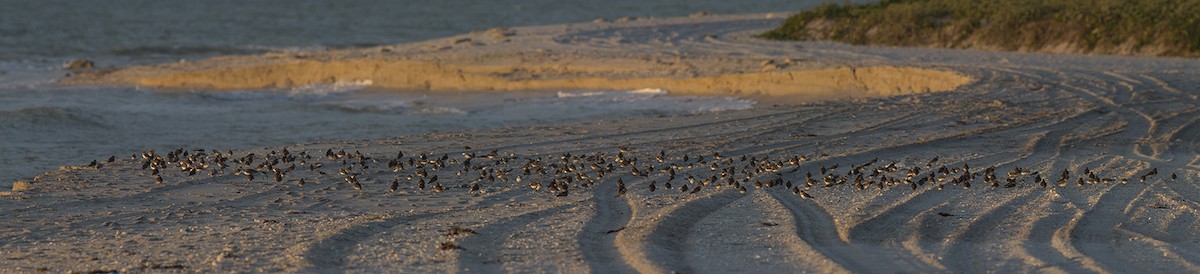 Semipalmated Plover - ML24547571