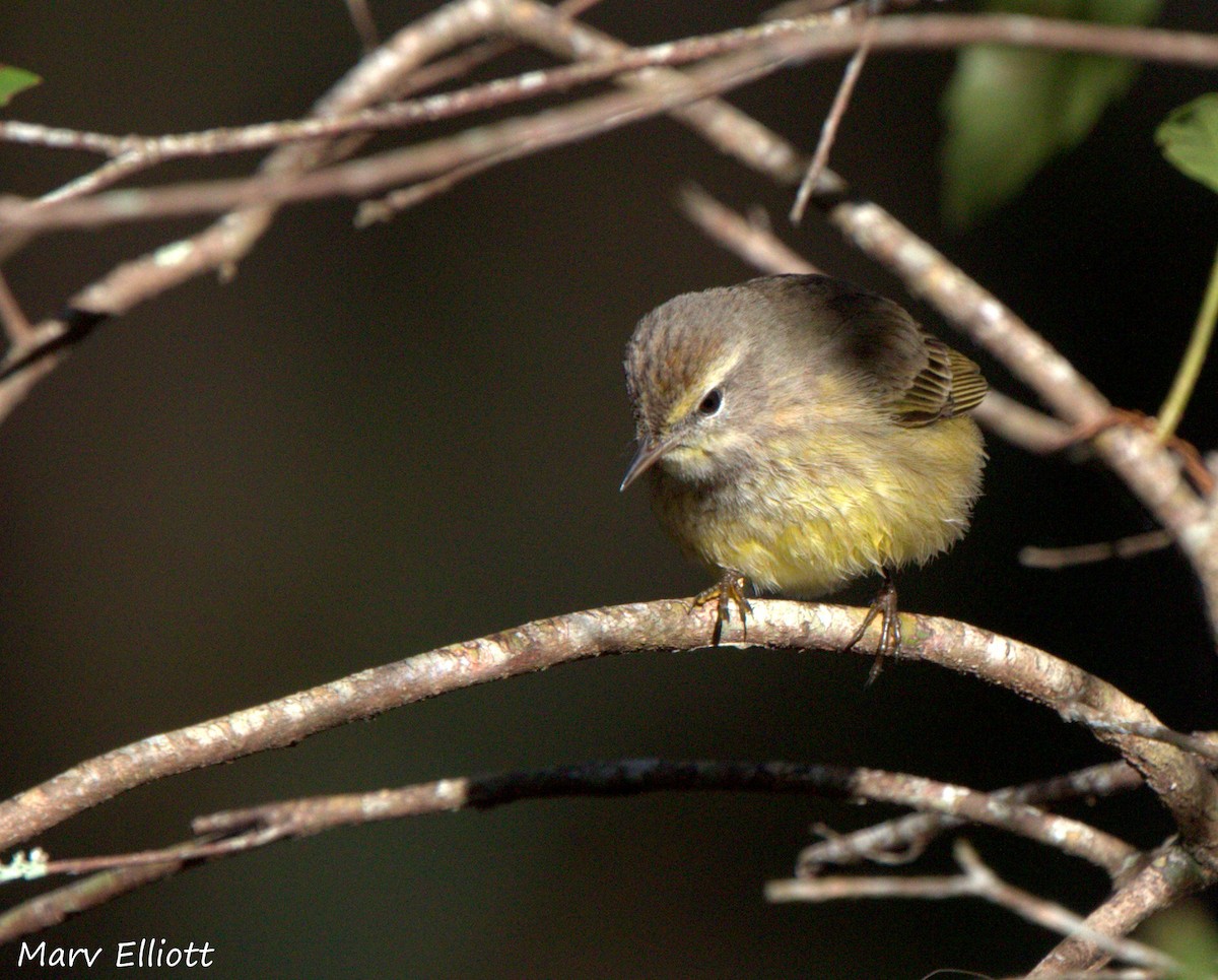 Palm Warbler - ML24547601