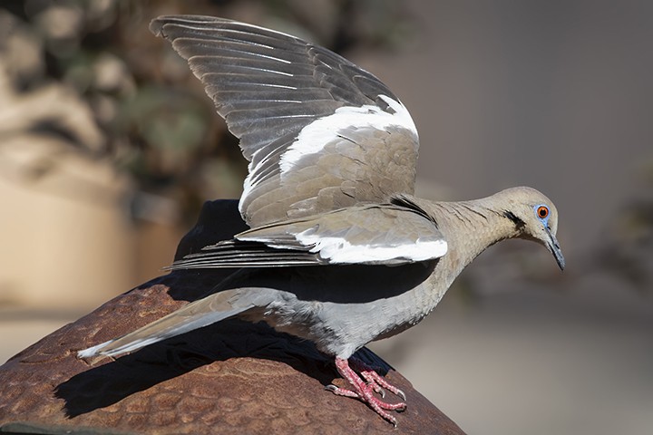 White-winged Dove - Randall Roberts