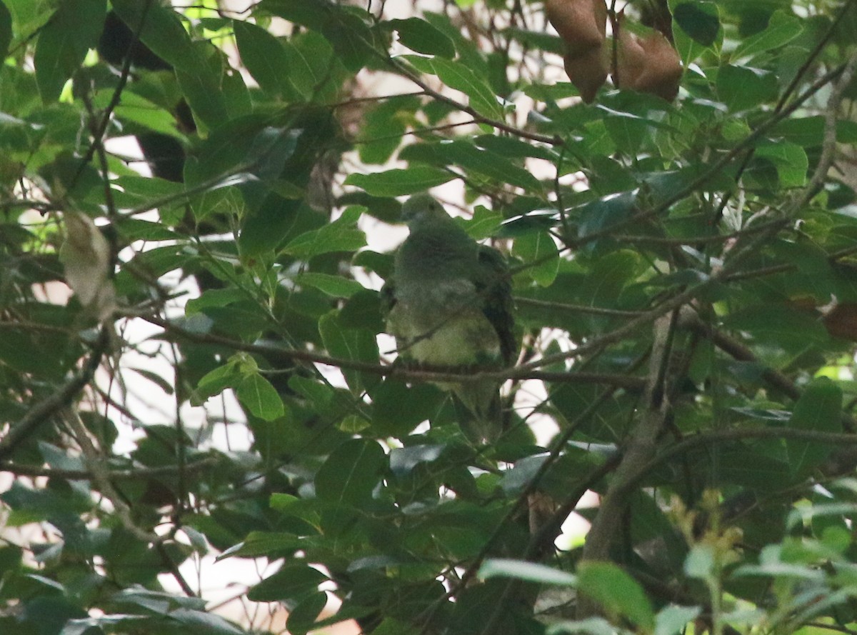 Superb Fruit-Dove - ML245476491