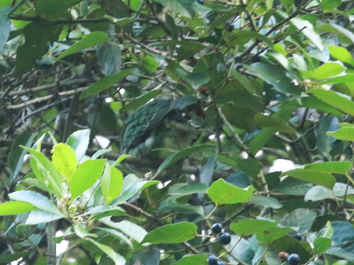 Superb Fruit-Dove - ML245476531