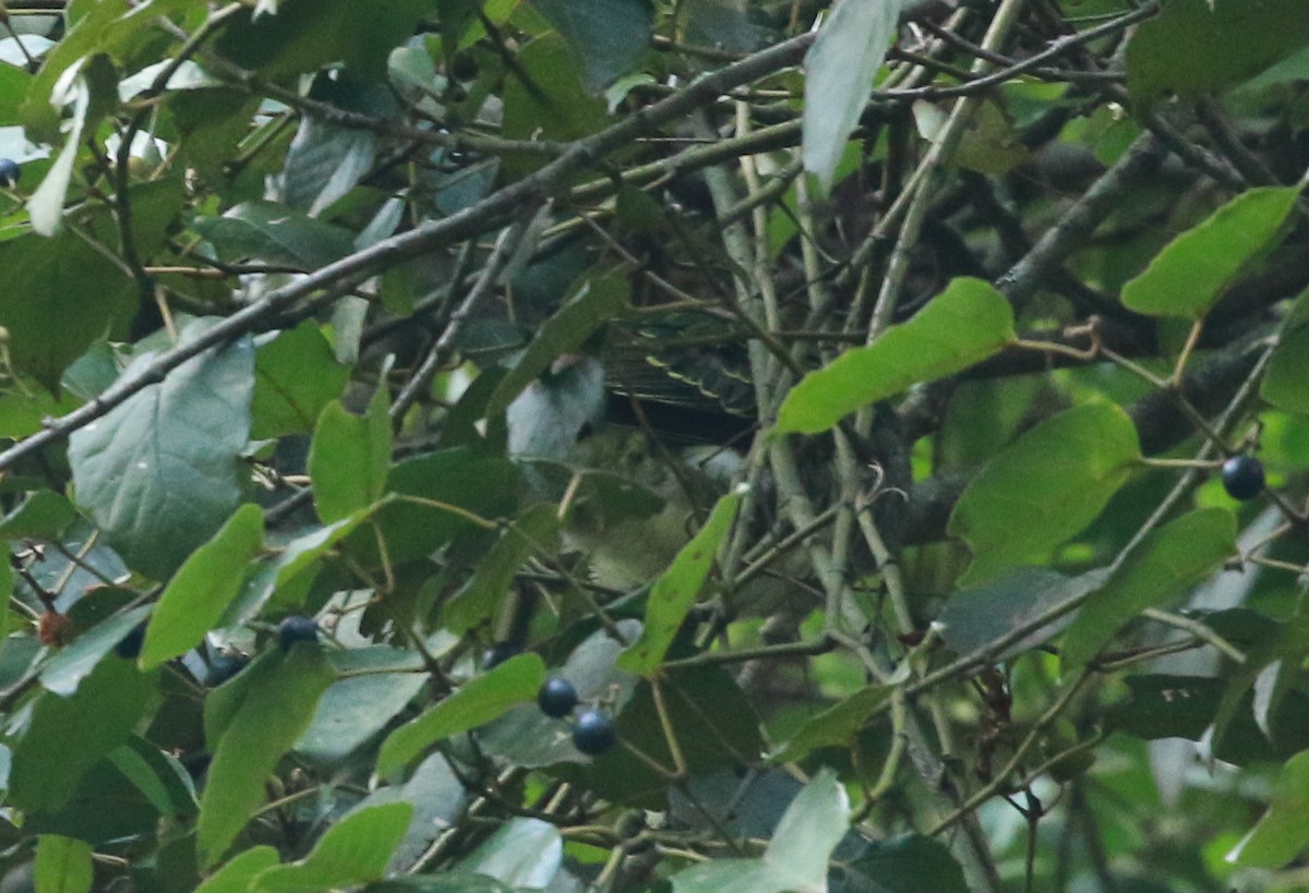 Superb Fruit-Dove - ML245476551