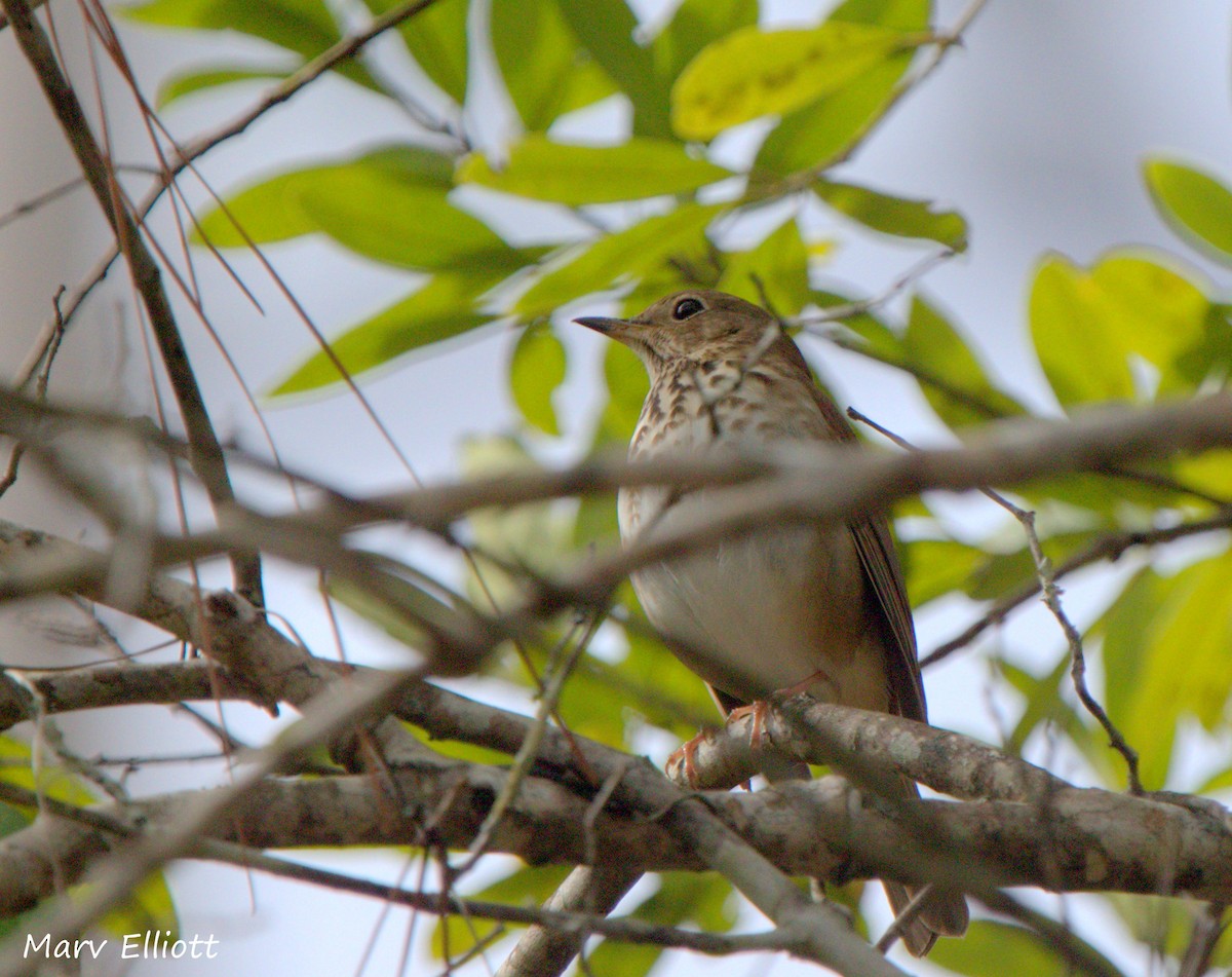 Hermit Thrush - ML24547671