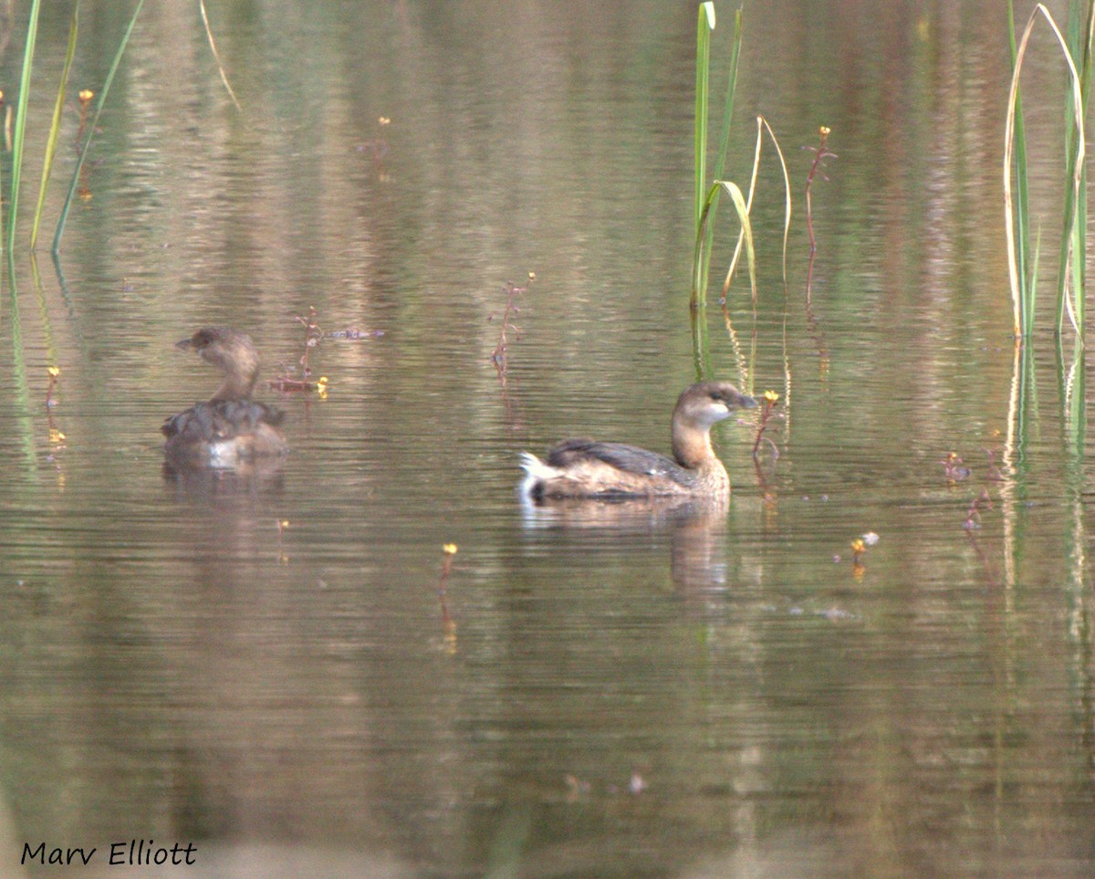 Pied-billed Grebe - ML24547691