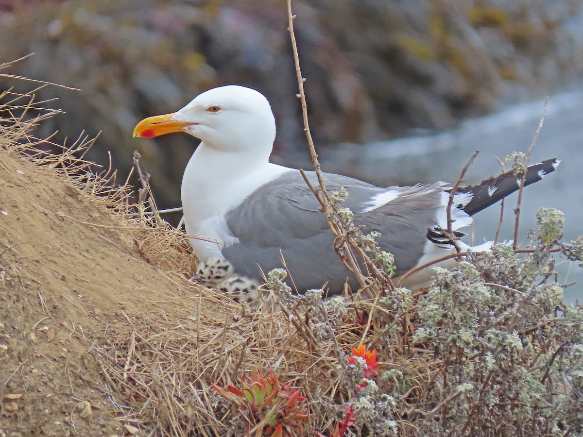 Goéland d'Audubon - ML245477281