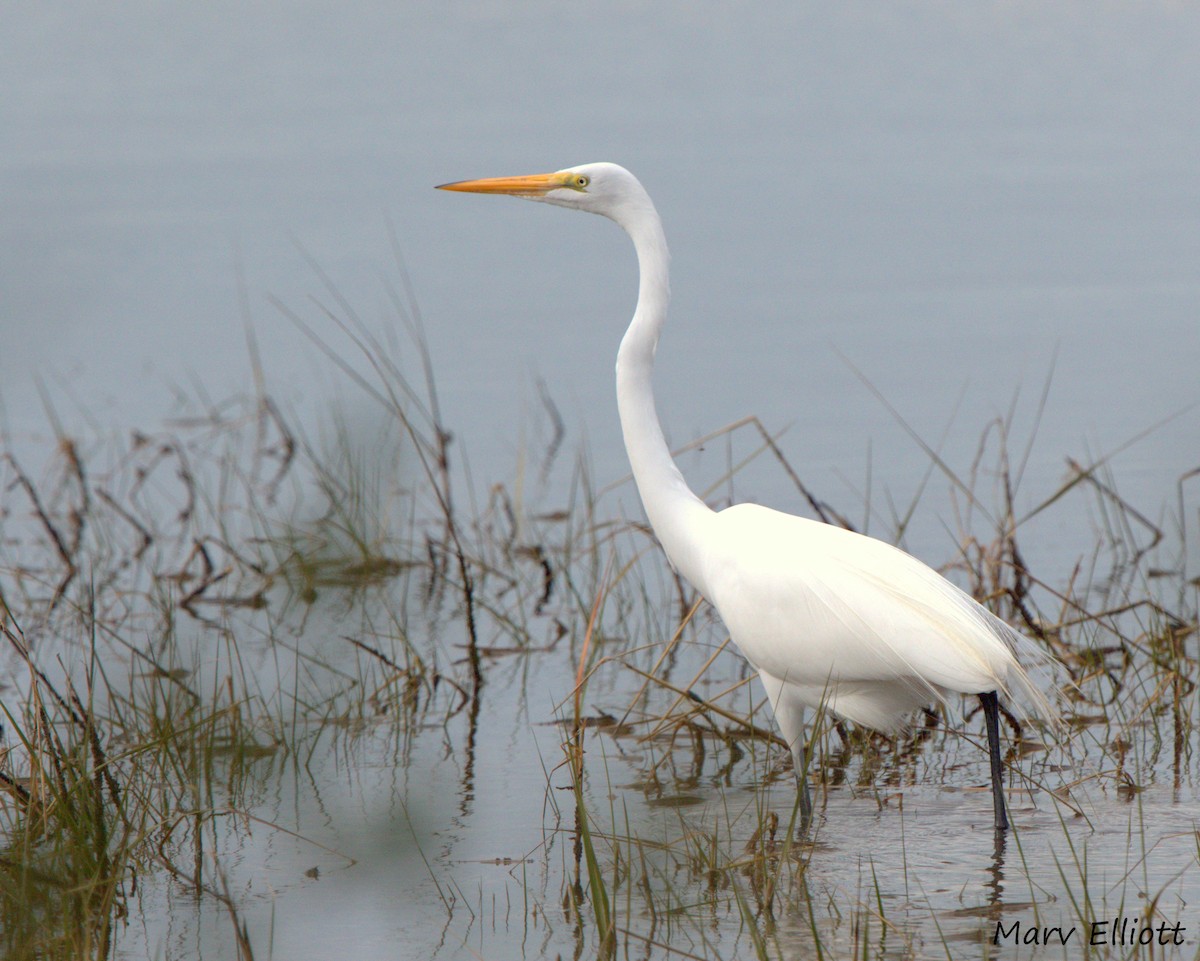 Great Egret - ML24547771