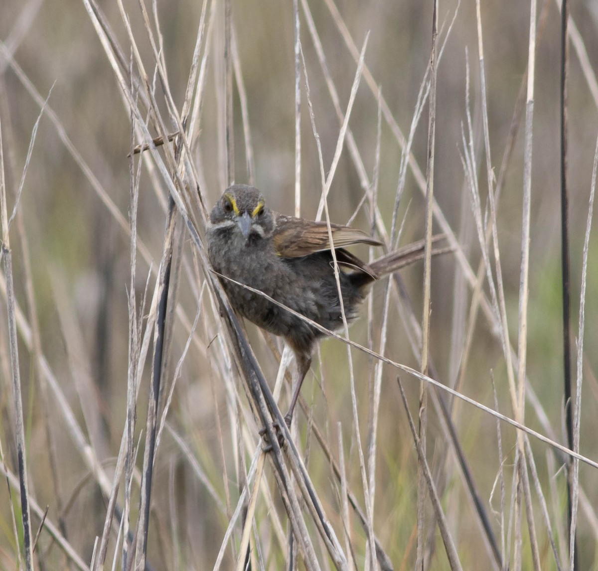 Seaside Sparrow - ML245478551