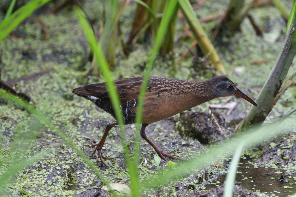 Virginia Rail - ML245480111