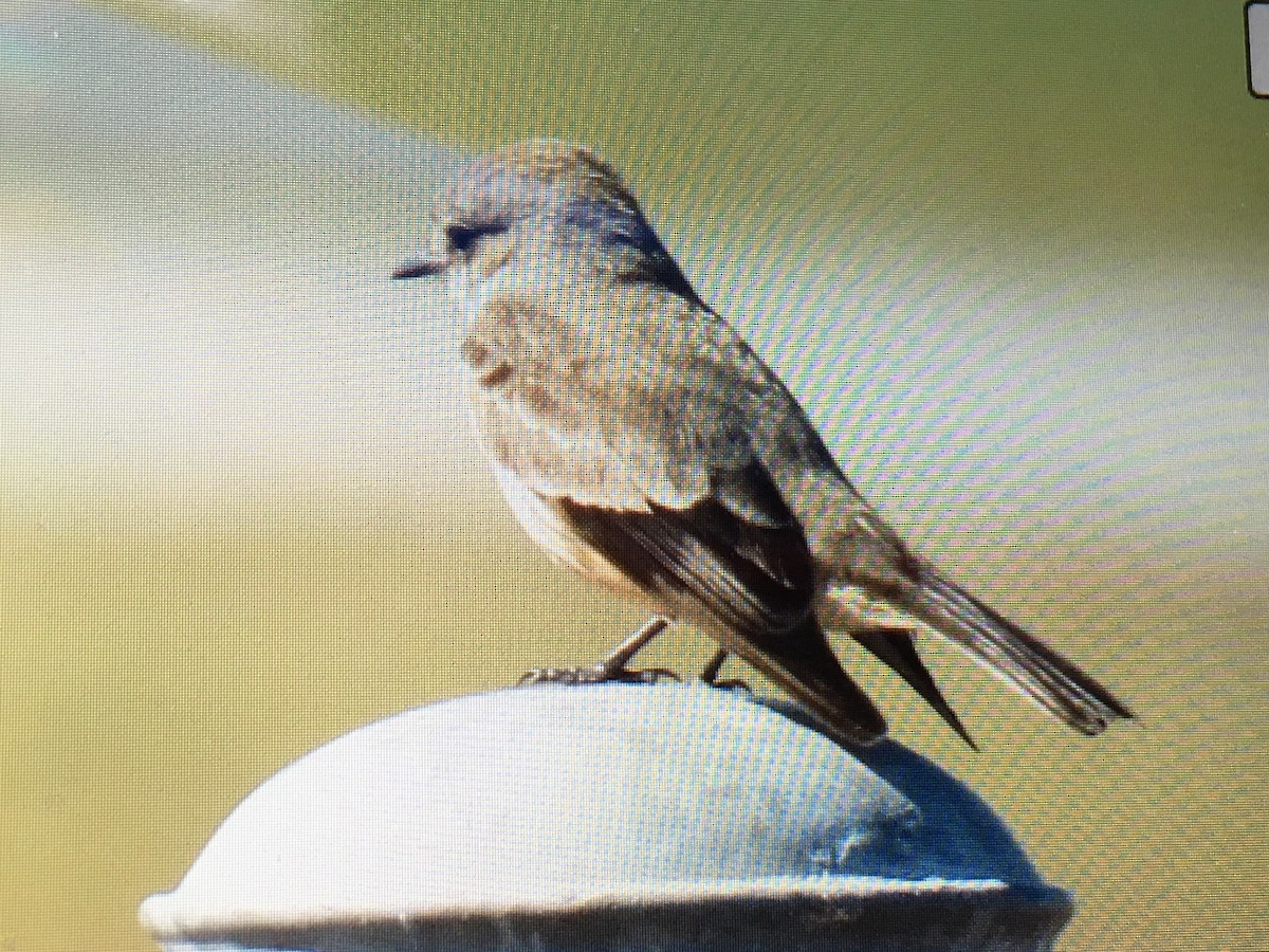 Vermilion Flycatcher - ML24548291