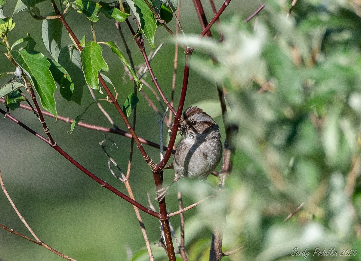 Swamp Sparrow - ML245484491