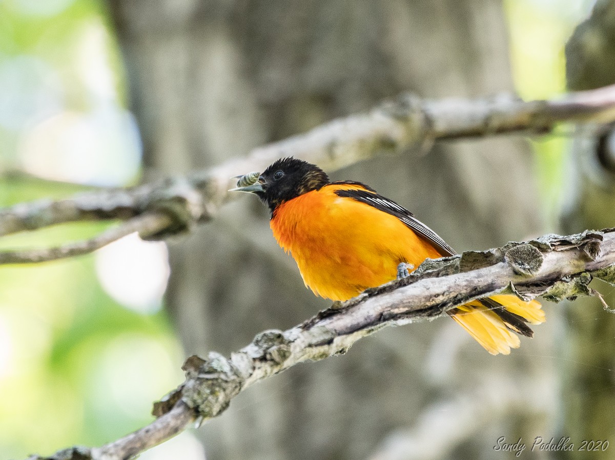 Baltimore Oriole - ML245484621