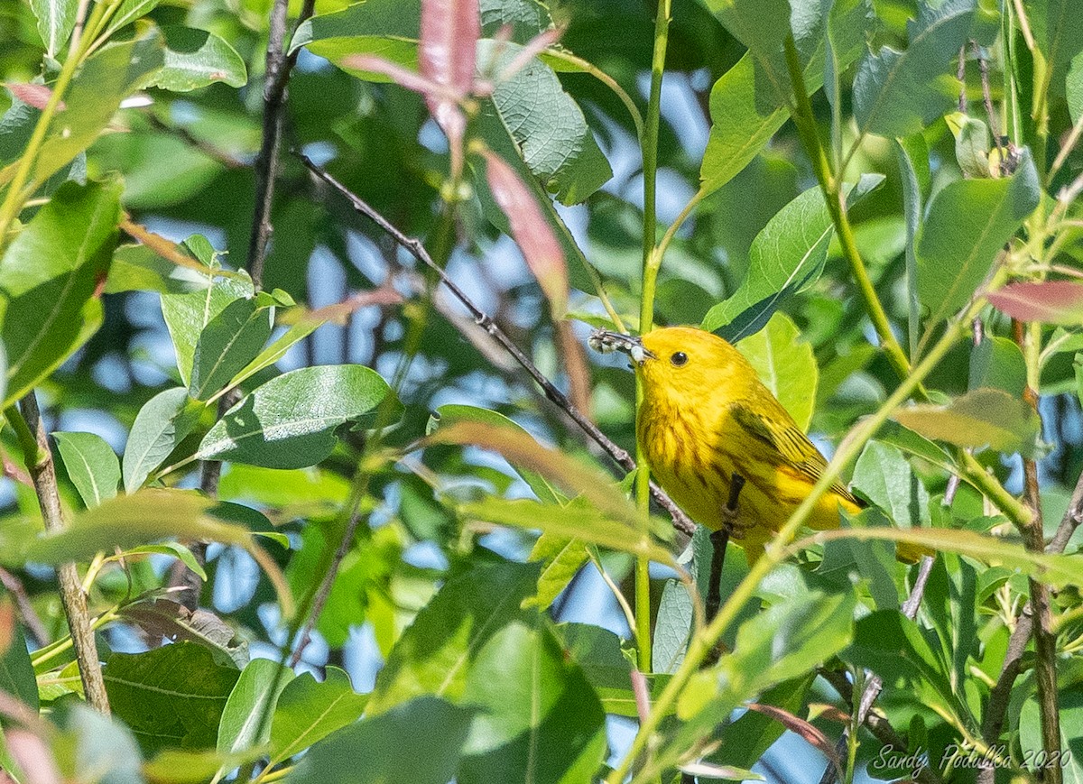 Yellow Warbler - ML245484701