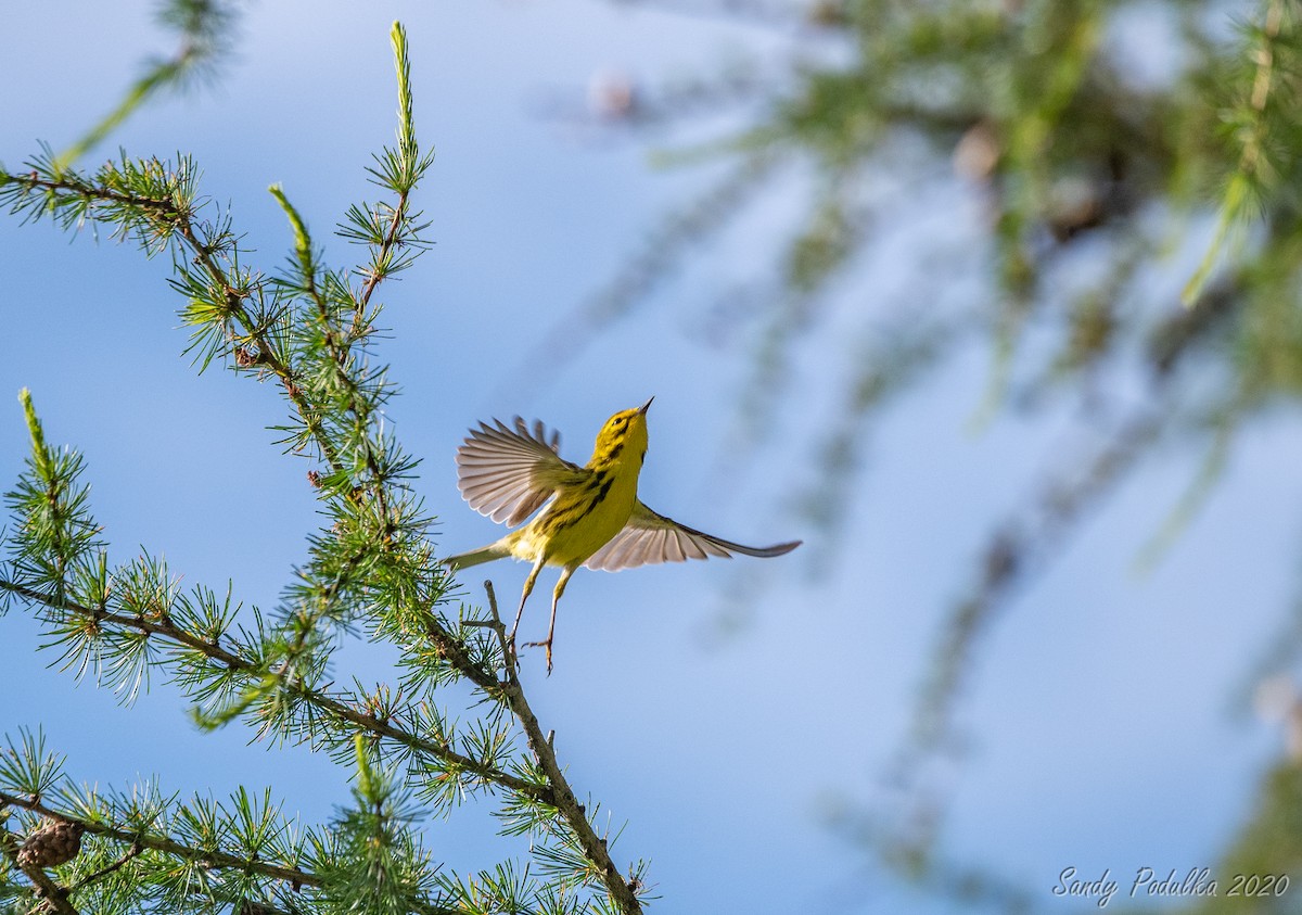 Prairie Warbler - ML245485391