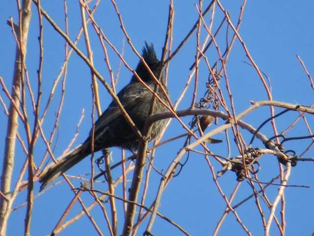 Phainopepla - Bob Greenleaf