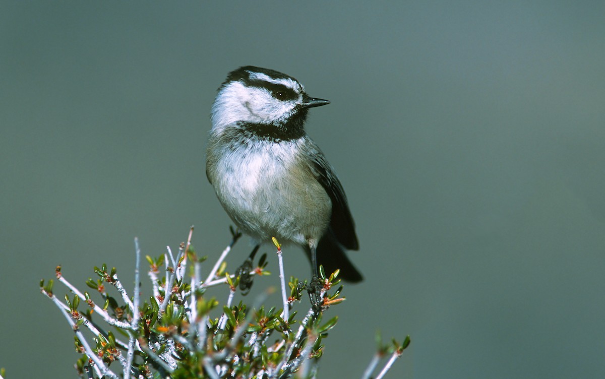 Mountain Chickadee - ML245487201