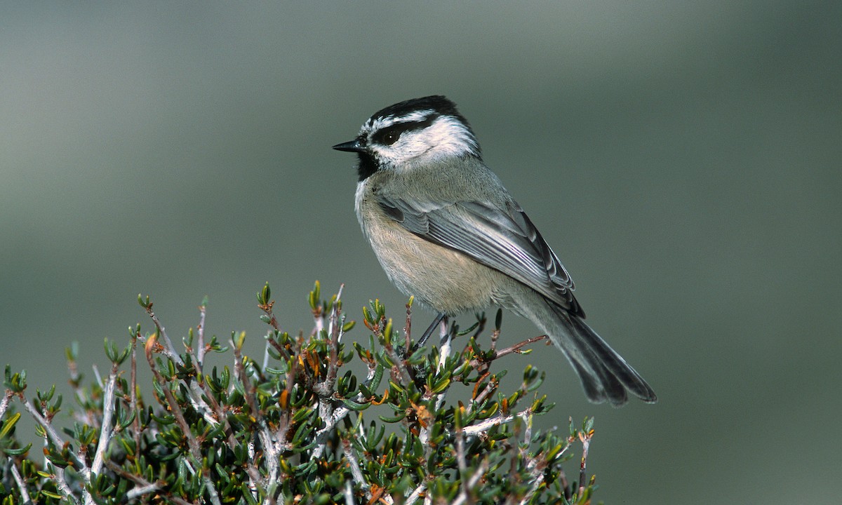 Mountain Chickadee - ML245487411