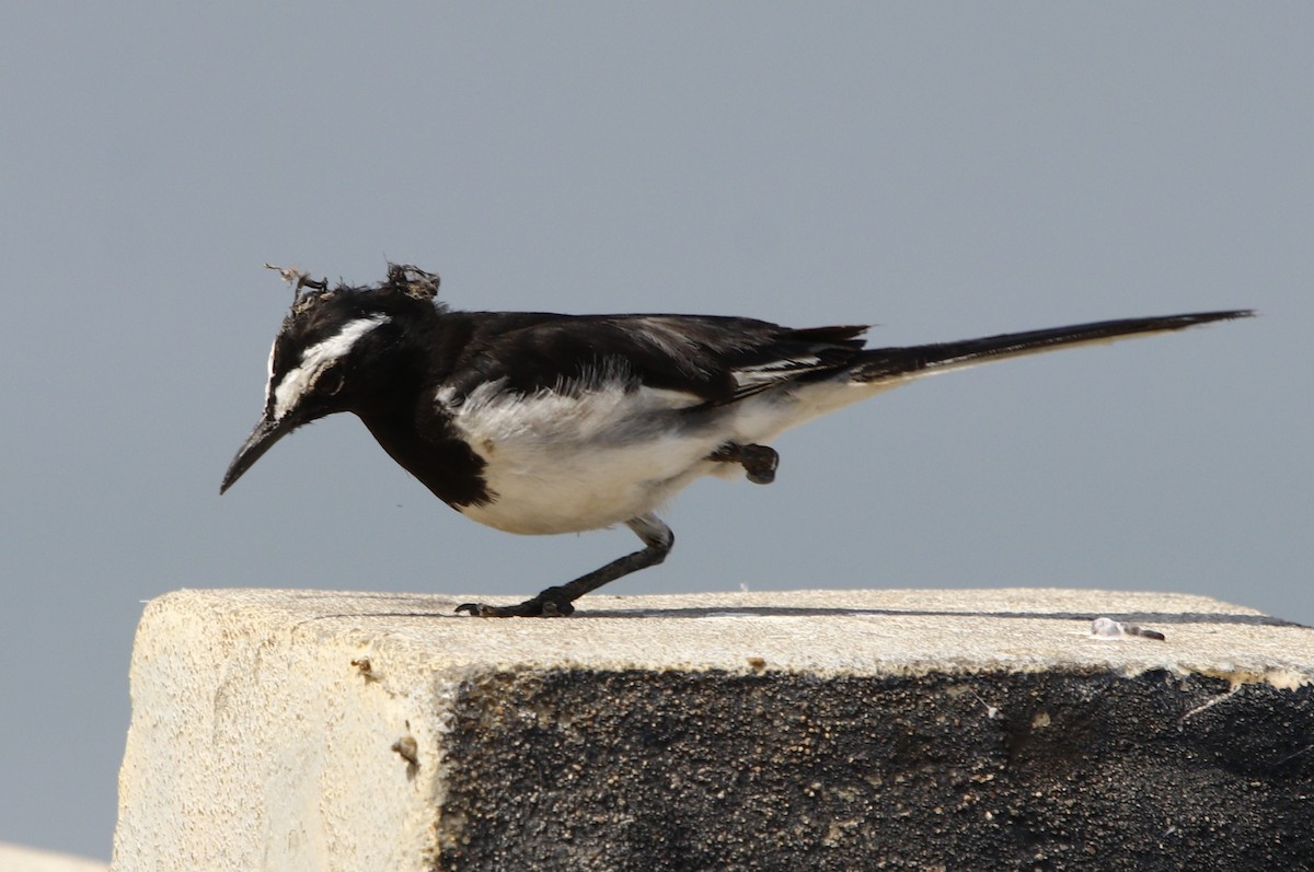 White-browed Wagtail - ML245489801