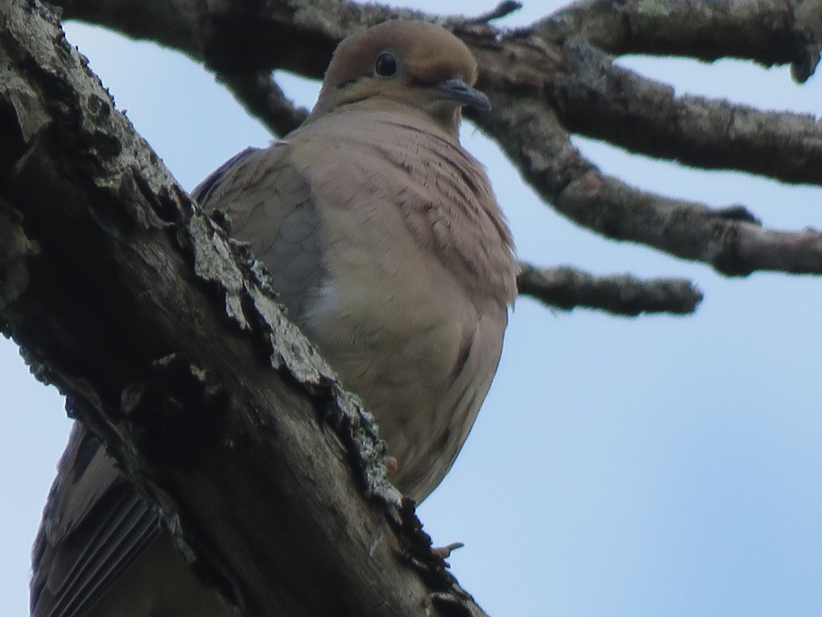 Mourning Dove - Dick Hoopes