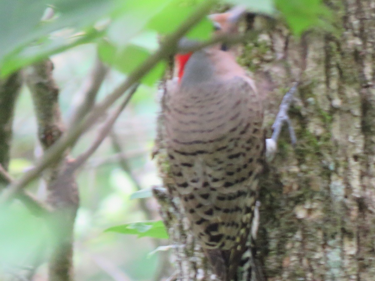 Northern Flicker - ML245489991