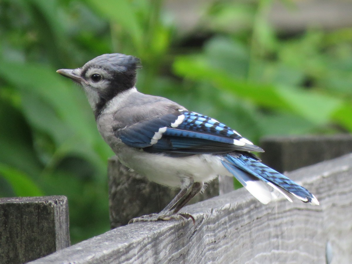 Blue Jay - ML245490011
