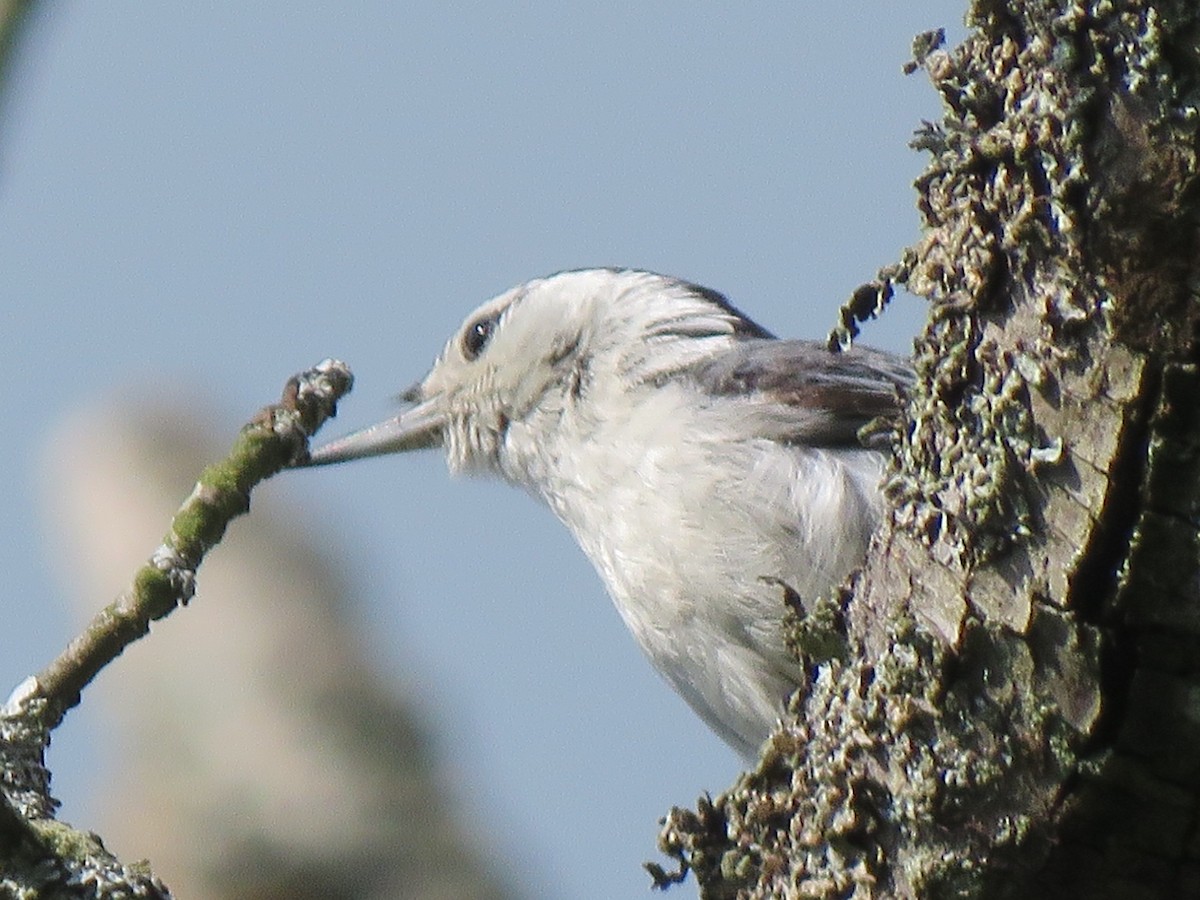 White-breasted Nuthatch - ML245490071