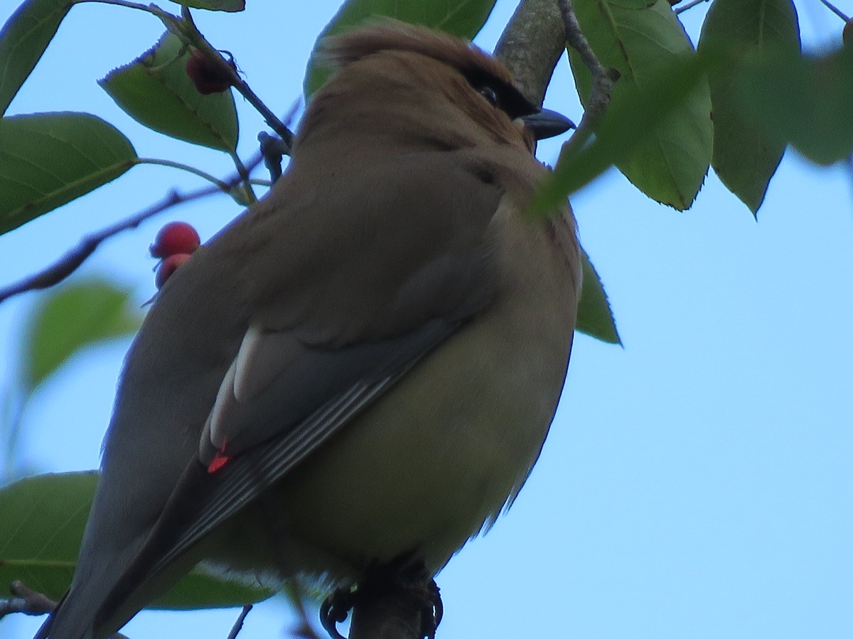 Cedar Waxwing - ML245490131