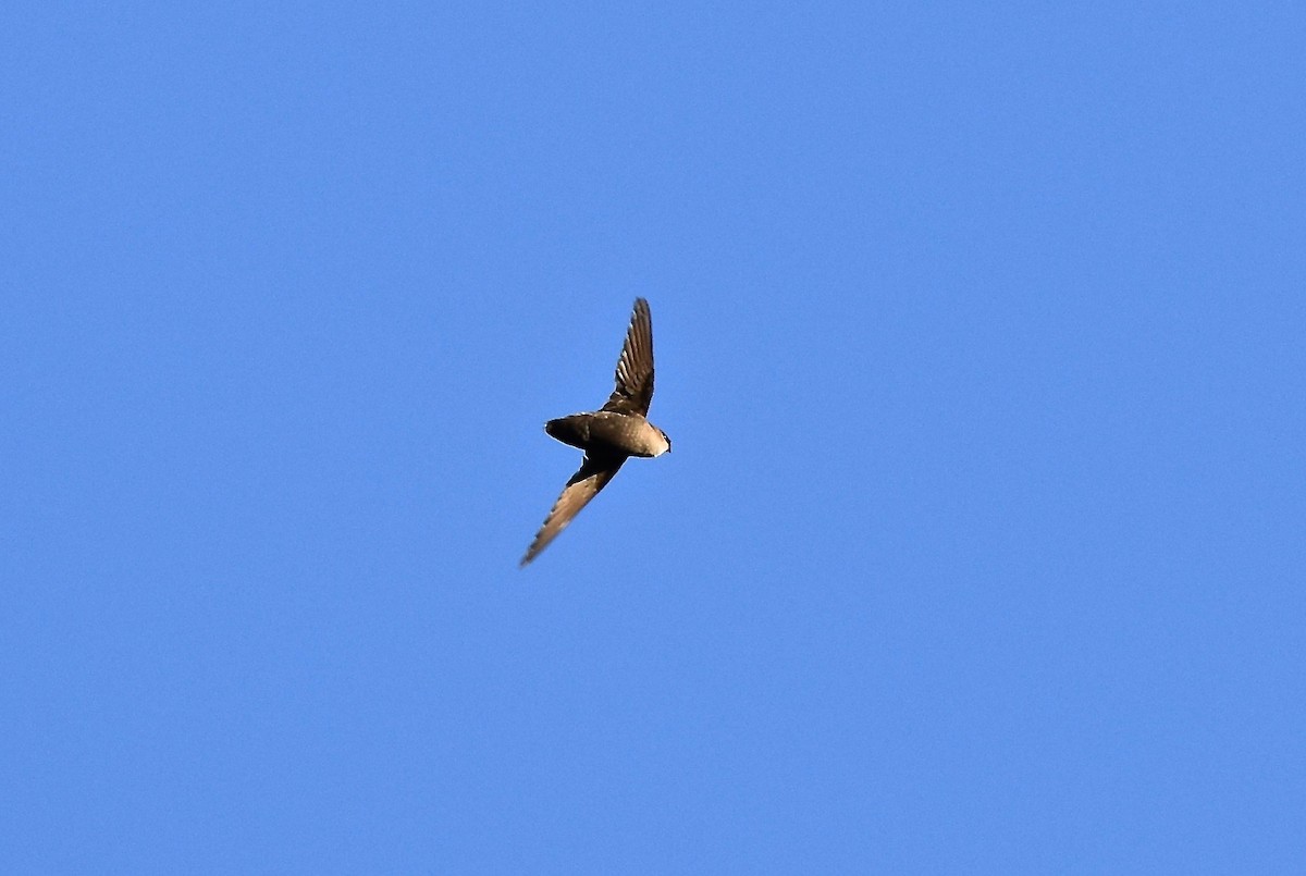 Chimney Swift - ML245492661