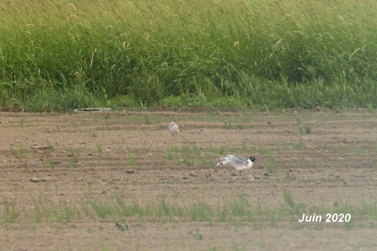 Franklin's Gull - ML245493011