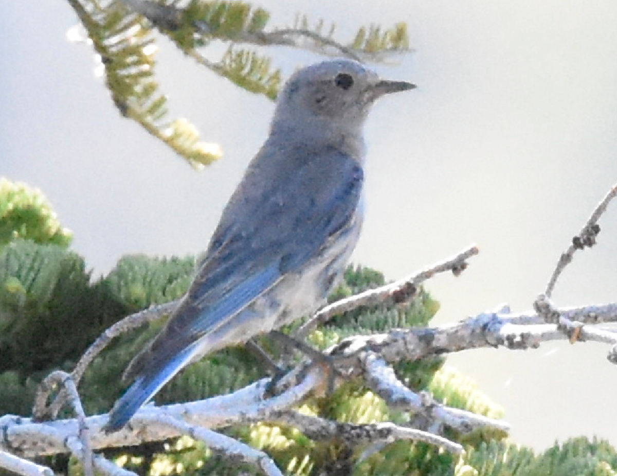 bluebird sp. - ML245493371