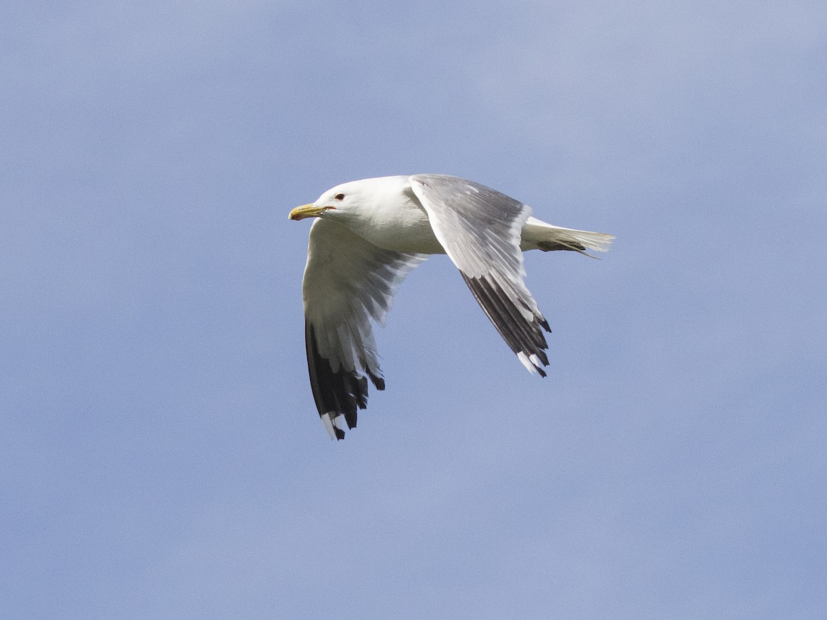 California Gull - ML245494801