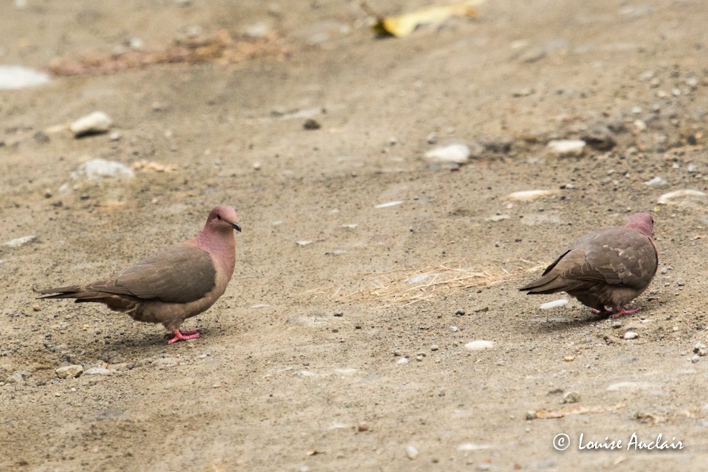 Short-billed Pigeon - Louise Auclair