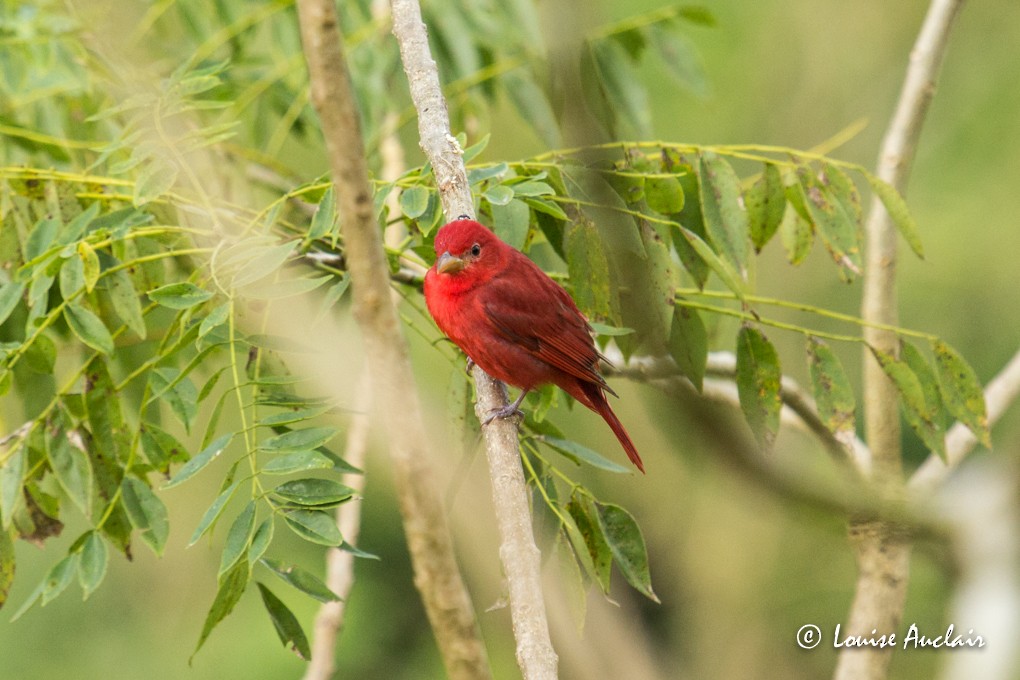 Summer Tanager - Louise Auclair