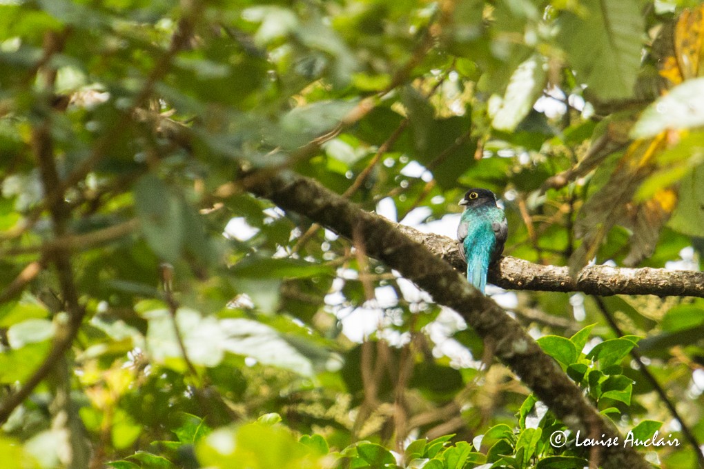 Gartered Trogon - ML24549671