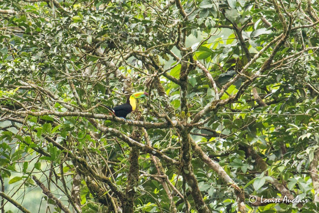 Keel-billed Toucan - Louise Auclair