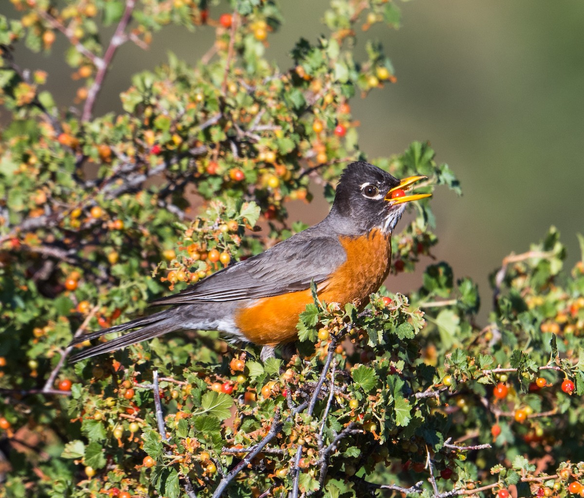 American Robin - ML245502071