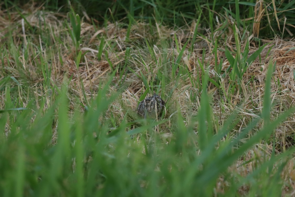 American Woodcock - ML245502541