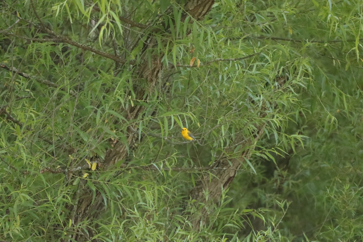 Prothonotary Warbler - ML245502811