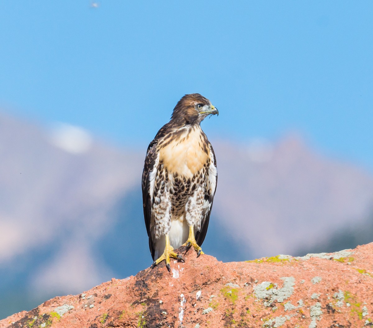 Red-tailed Hawk - ML245503391