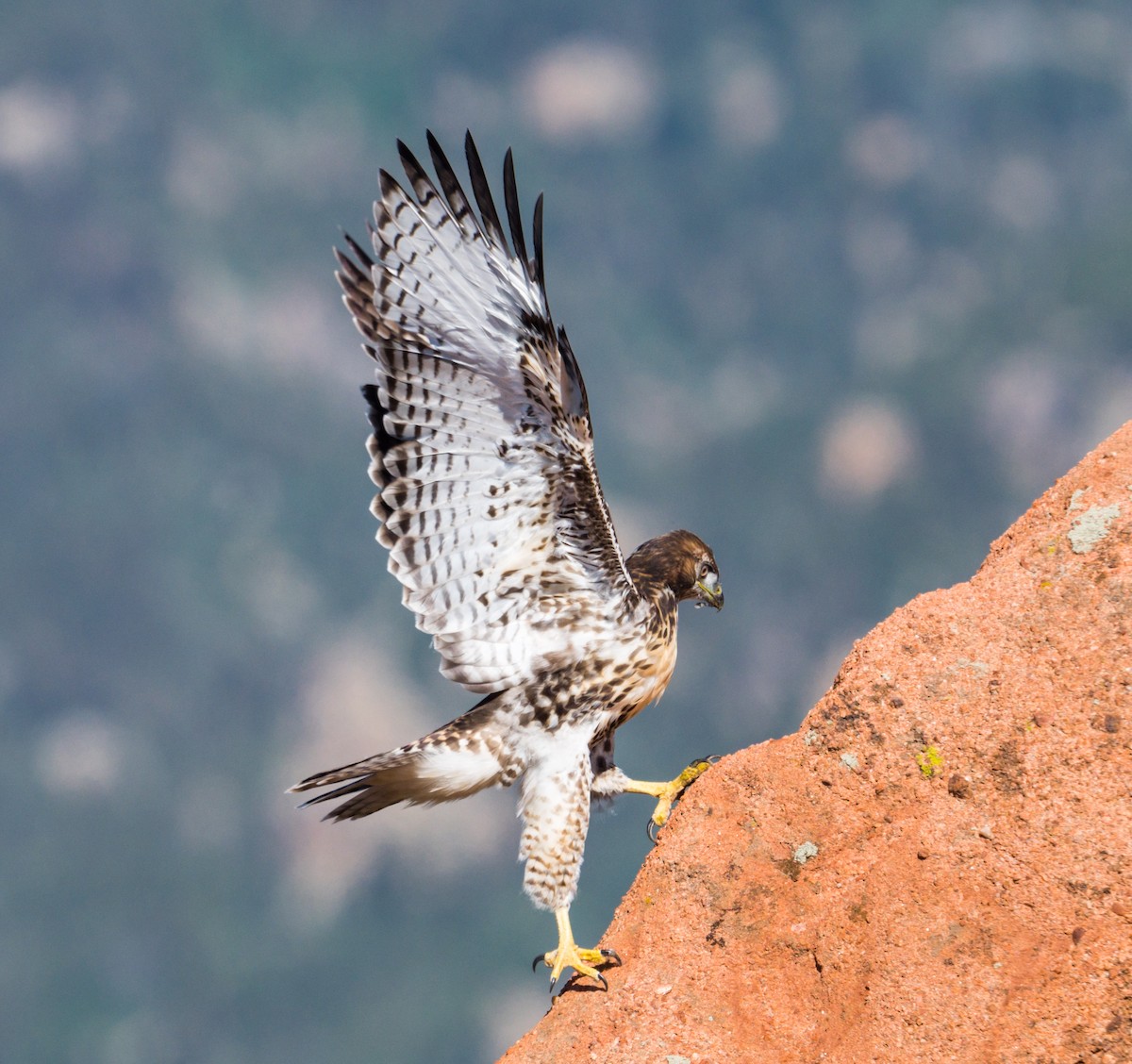 Red-tailed Hawk - ML245503551