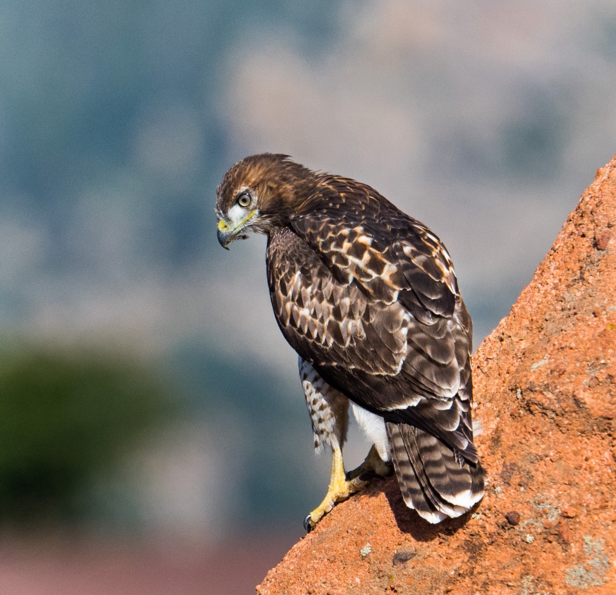 Red-tailed Hawk - ML245503651