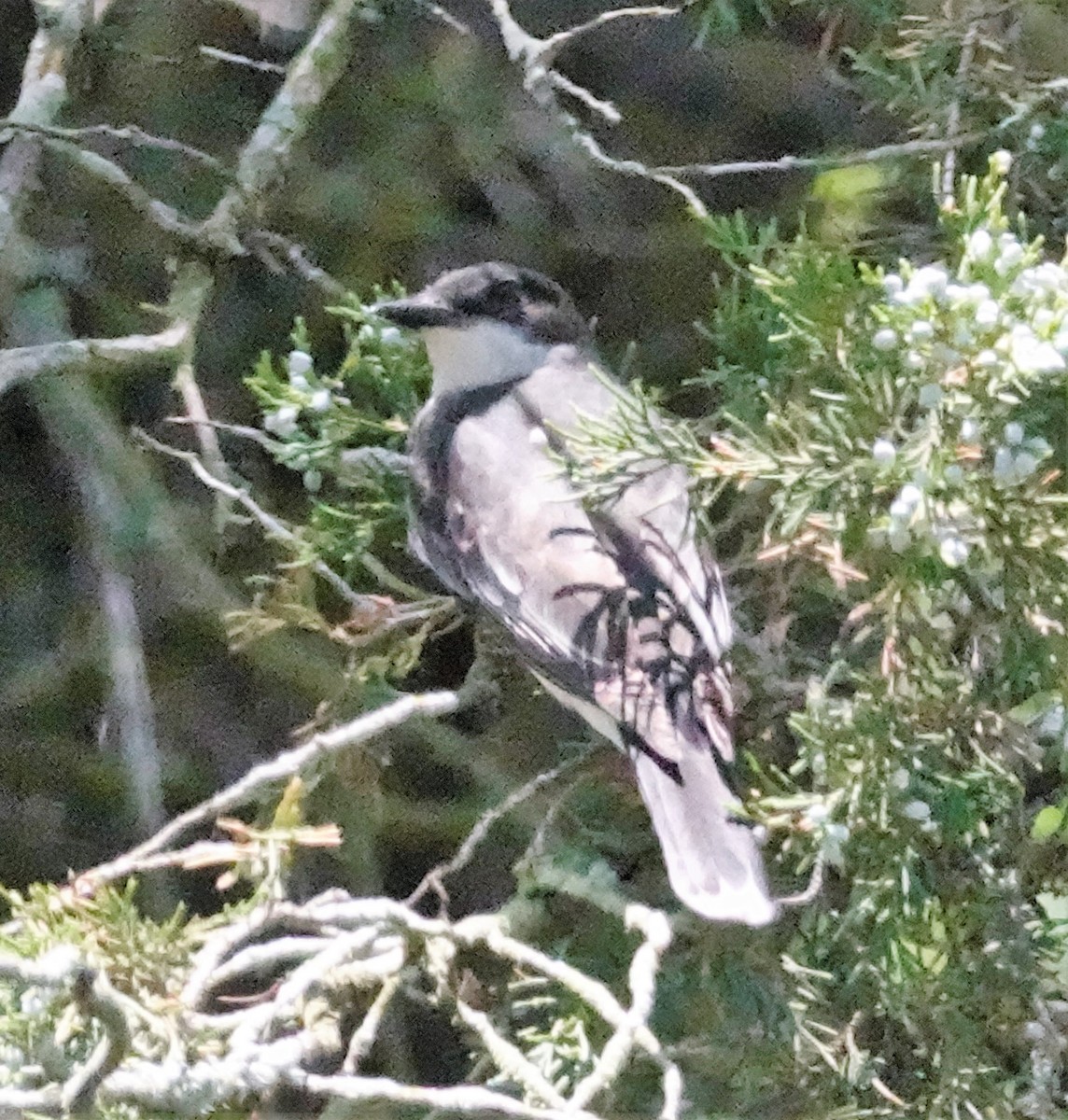 Eastern Kingbird - ML245503971