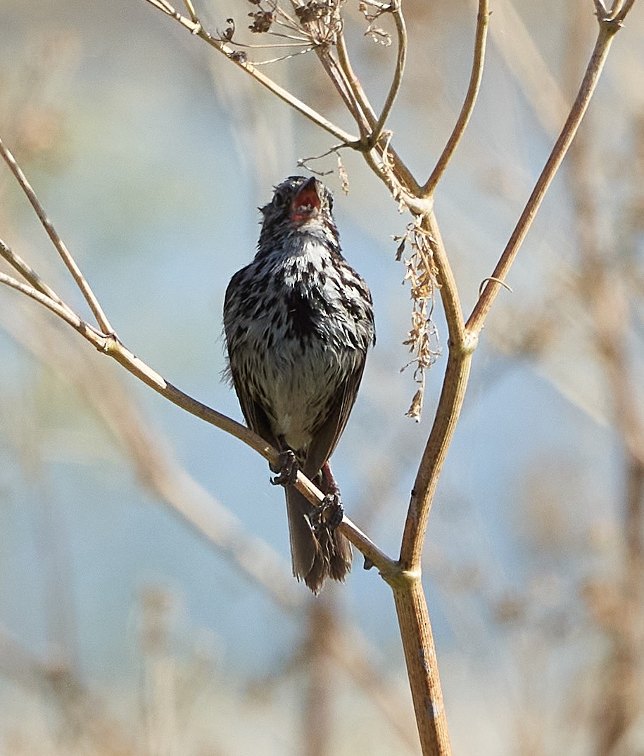 Song Sparrow - ML245504531