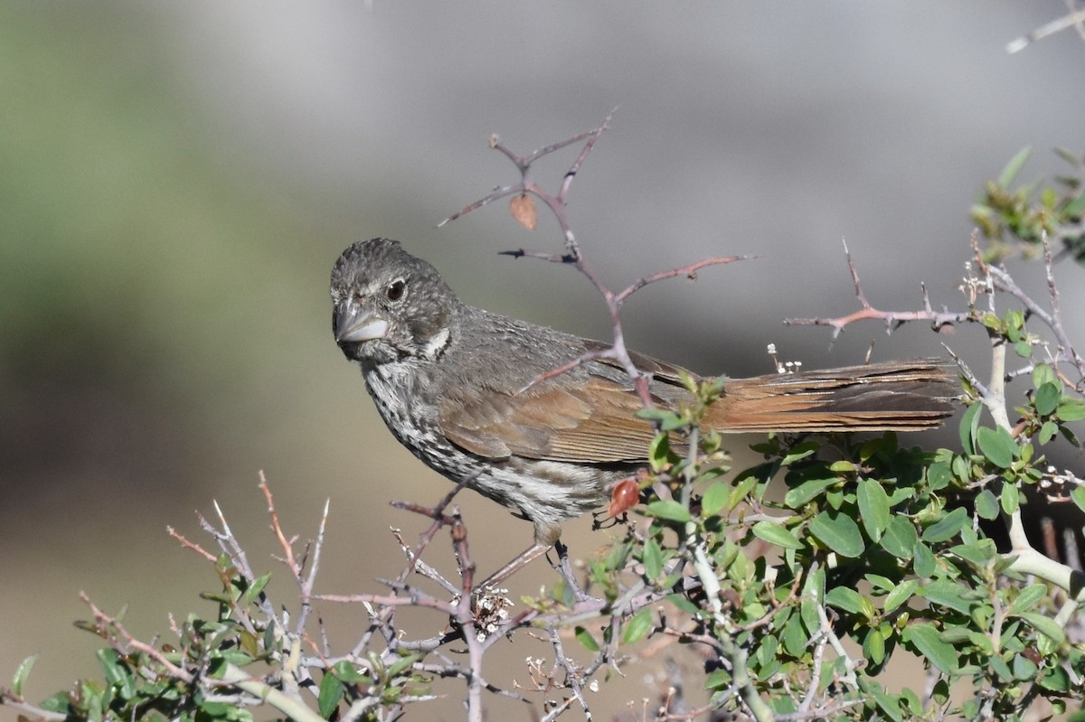 Fox Sparrow (Thick-billed) - ML245504581