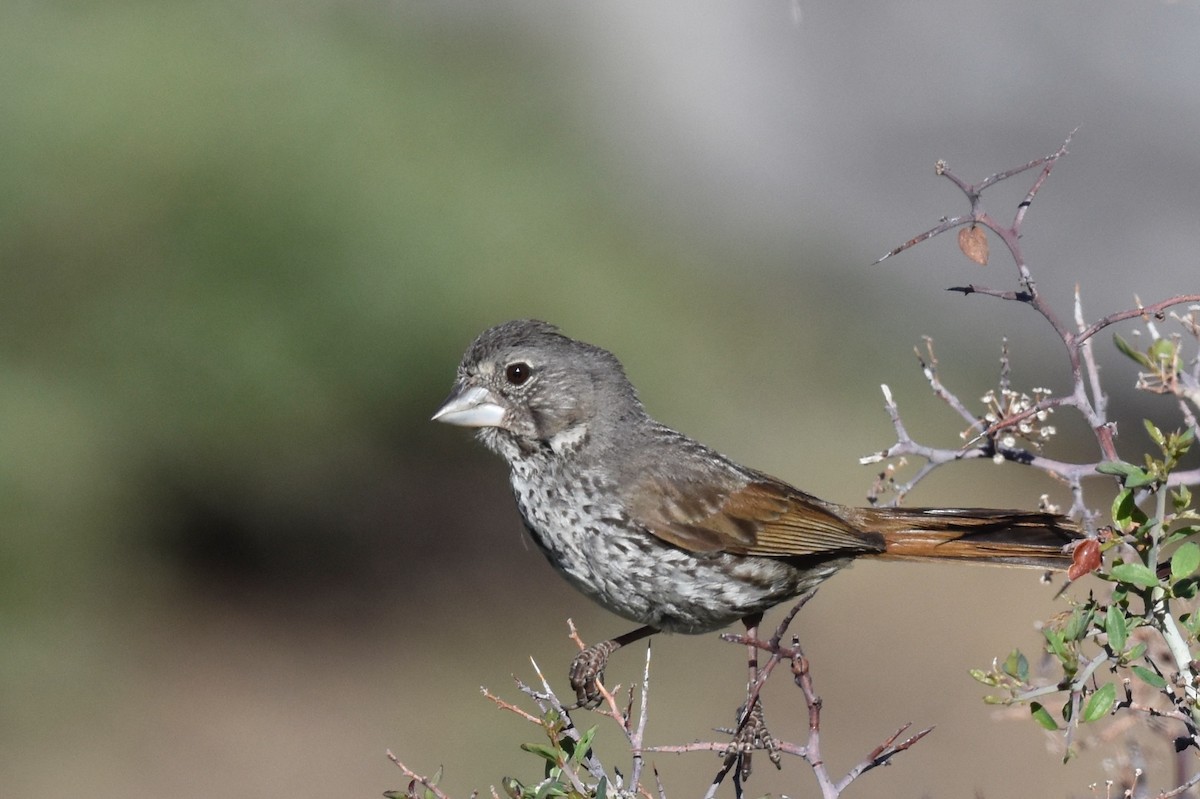 Fox Sparrow (Thick-billed) - ML245504601