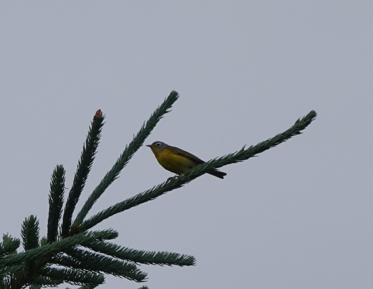 Nashville Warbler - ML245508241